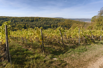 Fototapeta na wymiar vineyard on a sunny day