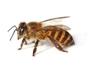 bee isolated on white  background