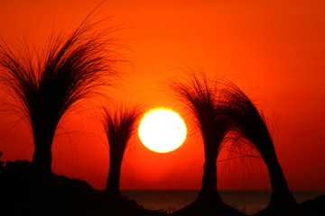 Spettacolare tramonto dall'isola di Ibiza attraverso le punte degli ombrelloni della spiaggia