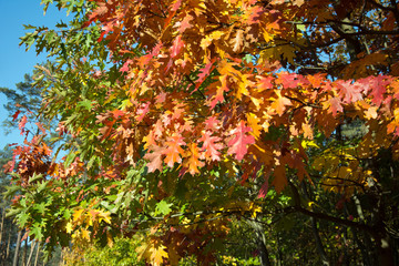 Mixture of colors on red oak trees in fall -  brown, green, red and orange leaves