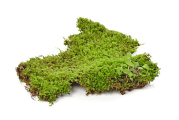 Obraz premium Green moss on white background