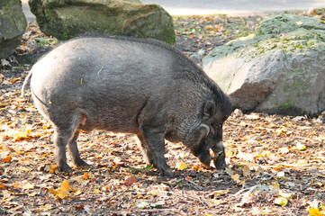 big male of visayan warty pig (Sus cebifrons) in outdoor enclosure in autumn