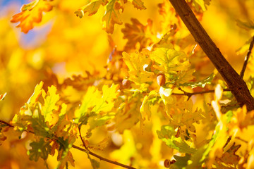 Autumn background with colorful leaves. Red, orange and green autumn leaves.