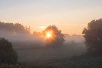 Fototapeta premium Sonne Nebel Baum