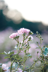 pink flowers roses on green background