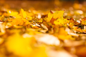 Autumn background with colorful leaves. Red, orange and green autumn leaves.