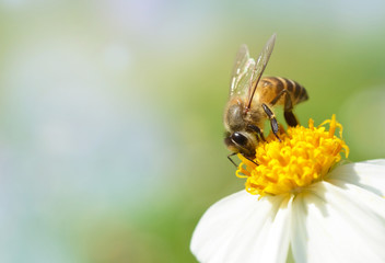 Bee on flower with soft blurred background