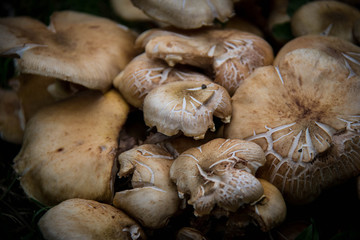 Mushrooms in the forest