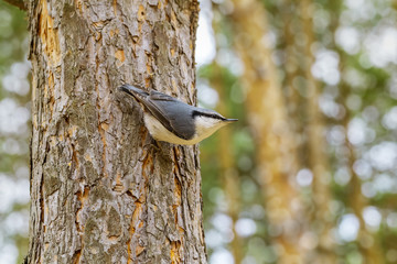 Nuthatch in small forest bird in preferred habitat. Bird in forest on defocused background.