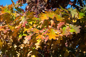 Closeup of red, orange, yellow and green red oak leaves