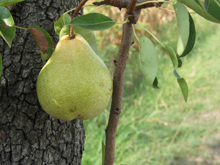 Yellow pear hanging on a growing pear tree . Tuscany, Italy