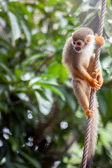 common squirrel Monkey