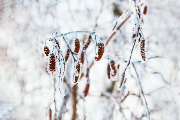 Winter branches of birch. Frost covered birch tree branches. Winter background with copy space and shallow depth of field. Toning image.