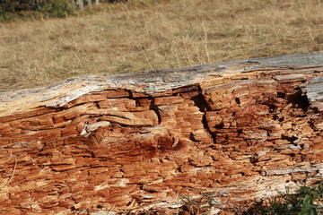 Tronc d'arbre pourri © megara68