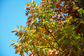 Red oak branches with red, orange, yellow and green leaves against blue sky in autumn