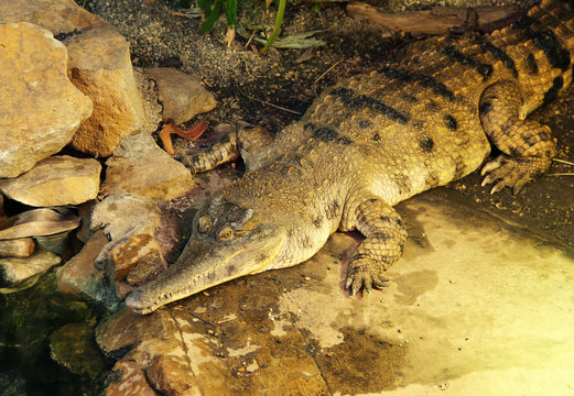west african slender-snouted crocodile (Mecistops cataphractus) in the ZOO
