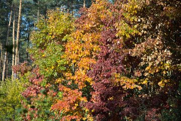 Colorful red oak trees in an autumn forest