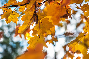 orange maple leaves on light blue background