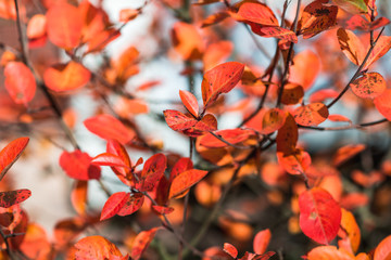 red leaves on a Bush branch in the blue sky