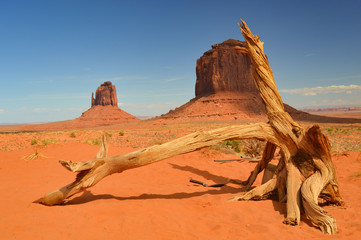 Beautiful view of monuments in monument valley with dead tree