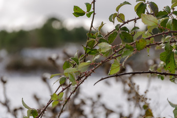 plant with thorns in winter and snowy landscape