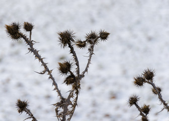 thistles in the snow