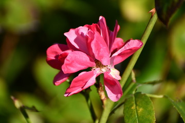 Red Flower in autumn