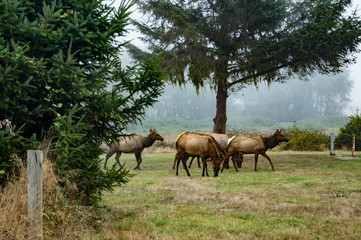 Naklejka na ściany i meble Roosevelt Elk herd grazing in northern California