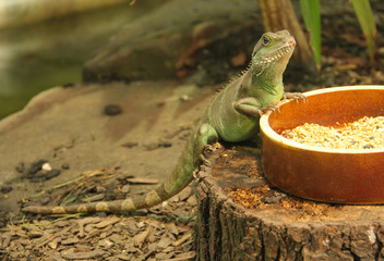 the chinese water dragon (Physignathus cocincinus) on the bowl with food in the terrarium