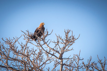 Golden Eagle