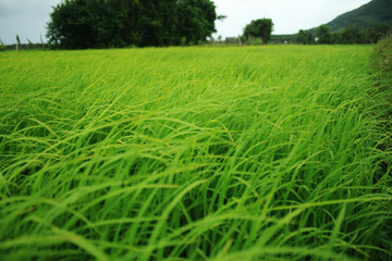 Obraz premium field of green wheat.