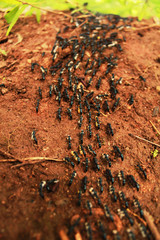 ants in a anthill.