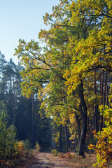 A way in woodland in autumn with yellow and green oak trees