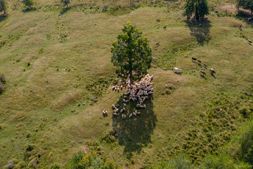 Naklejka premium Transhumance, sheep and shepherd on mountain pasture