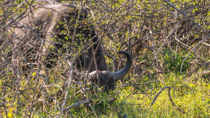 Buffalo