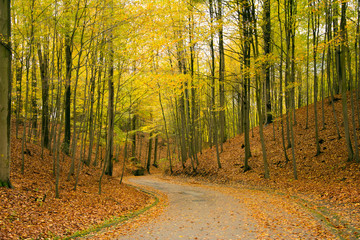 Road in autumn beech wood with many brown leaves on the ground