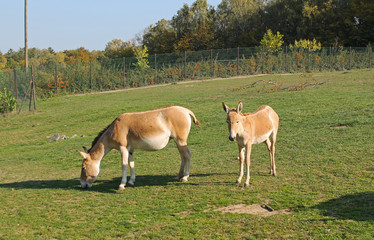 Naklejka na ściany i meble Asiatic wild ass onager (Equus hemionus), youngster and its mother in the ZOO
