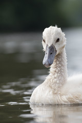 Höckerschwan küken