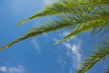 Fototapeta na wymiar vacation and holidays rest wallpaper banner concept of green palm leaves from below on blue sky background, copy space