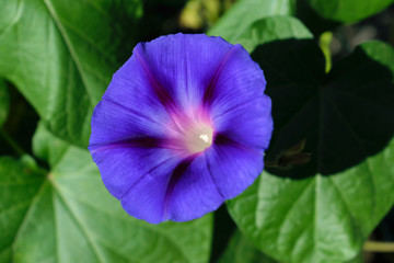 Morning Glory Blüte