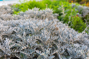 Silver grey felted leaves hardy coastal plant Senecio cineraria, Silver Dust, Senecio maritimus, Senecio candicans, Cineraria maritima
