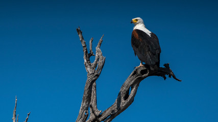 Sea Eagle