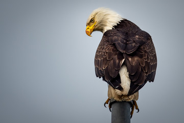Adler in Valdez / Alaska