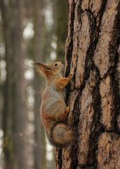 Red-haired wild squirrel in a natural habitat of the forest