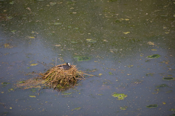 Ein Blesshuhn auf seinem Nest