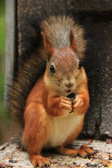 Red-haired wild squirrel in a natural habitat of the forest
