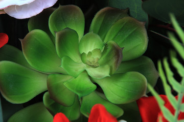 Obraz premium flower in the garden.