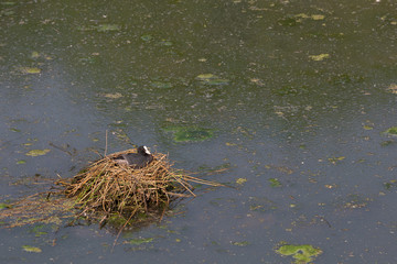Ein Blesshuhn auf seinem Nest
