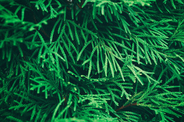 Beautiful green leaves of Thuja trees. Background with evergreen coniferous tree for your design
