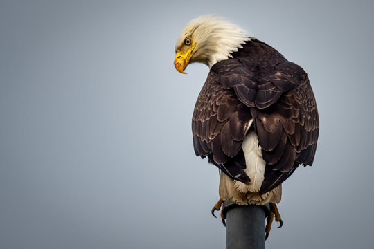 Adler in Valdez / Alaska